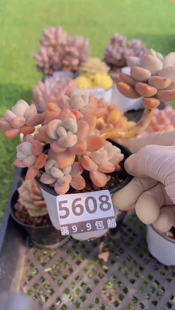 【闪购商品】信福多肉一物一拍