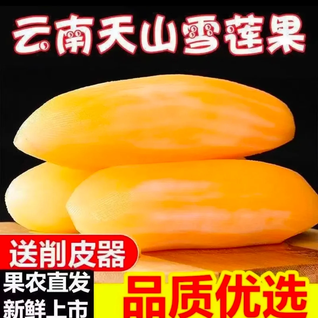 云南天山雪莲果清甜脆爽多汁黄心新鲜应季水果产地现挖现发
