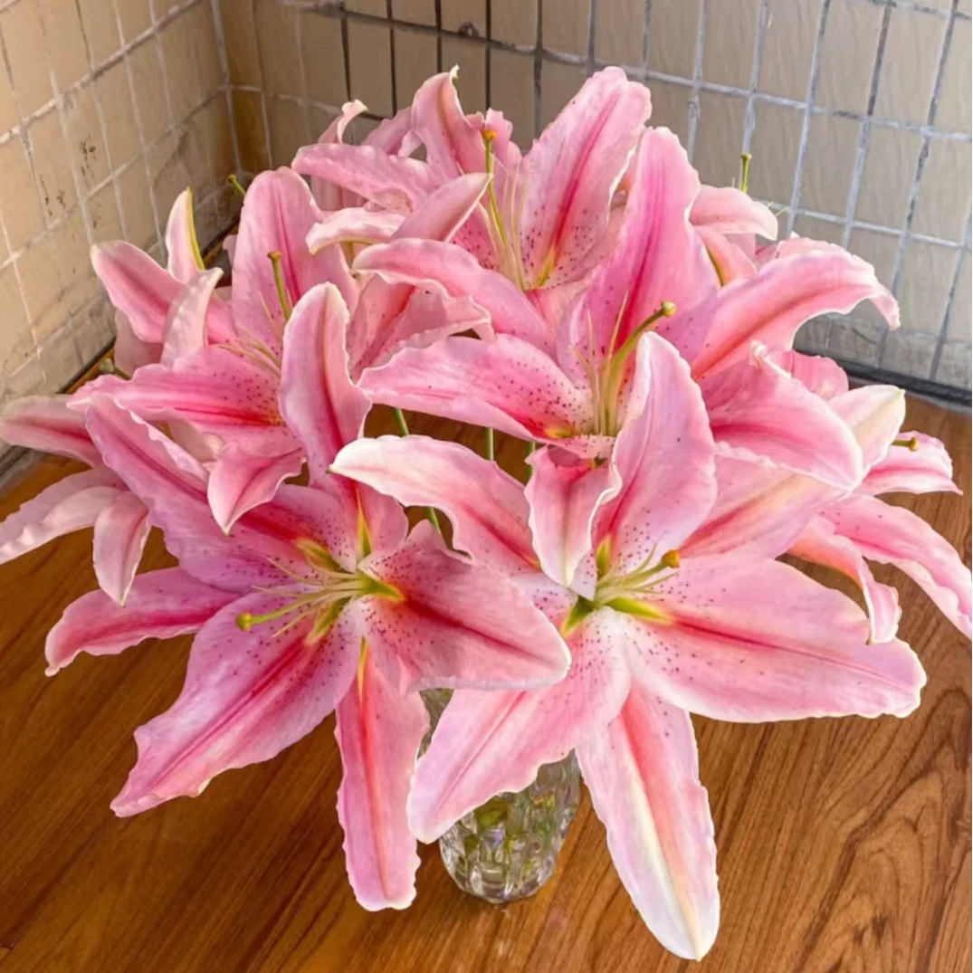 【罗帝】进口单瓣百合花种