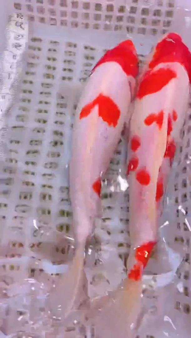 锦鲤冷水观赏鱼全场包邮123