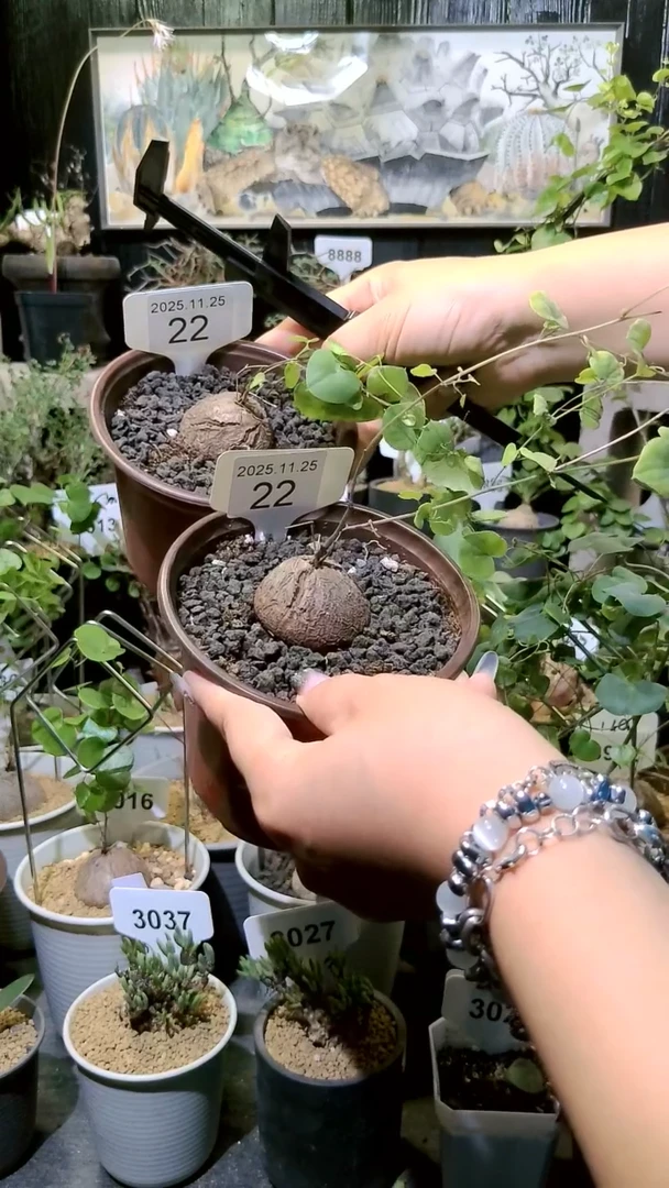 22号1124福利南非龟甲龙买一送一