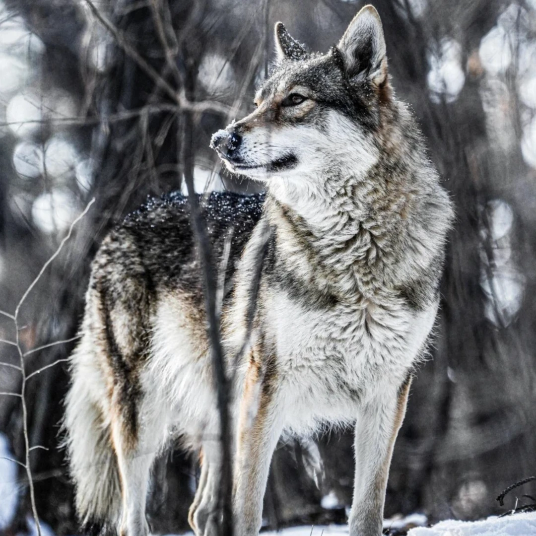【涛涛家】精品捷克狼犬专用链接