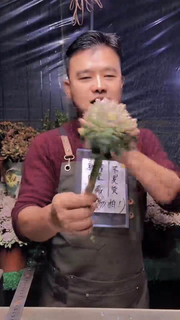 133淡雪缀化（一物一拍）
