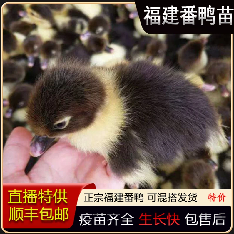 多种品种宠物鸭苗黑番鸭白番鸭红头番鸭等活体发货正宗土鸭子