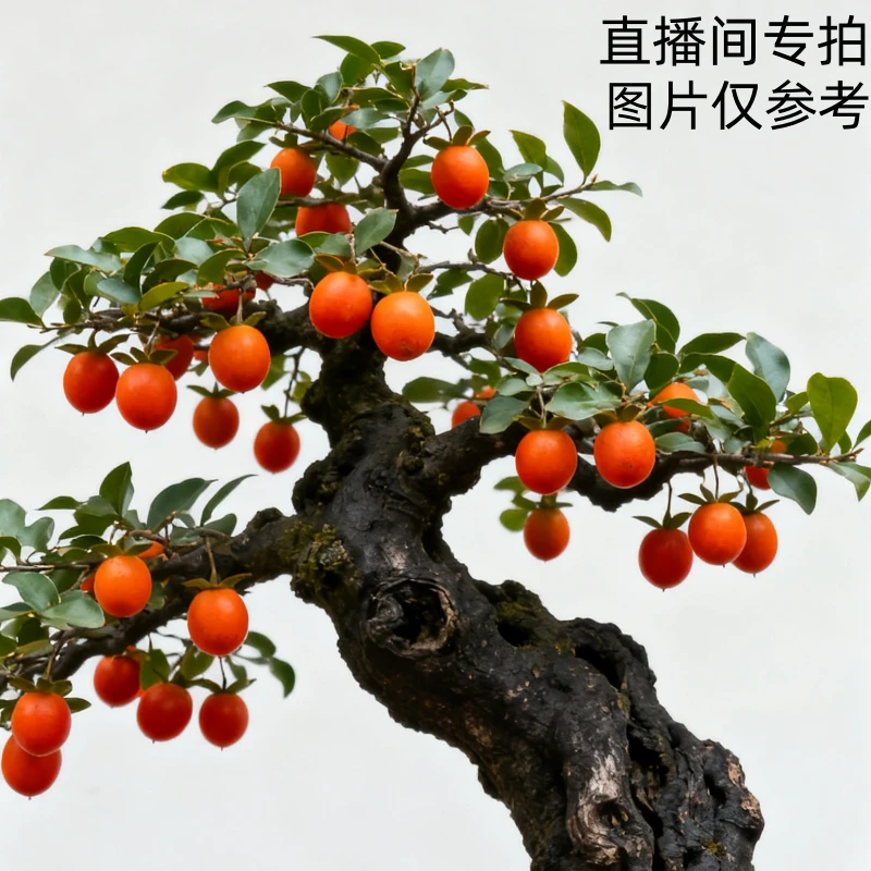 金弹子小树桩基地直发 直播间一物一拍专用链接