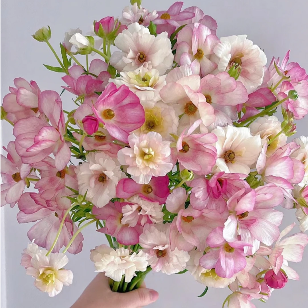 【女神节福利】爆款蝴蝶洋牡丹  云南直发