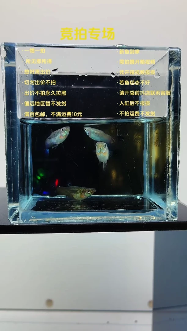 孔雀鱼新加蓝两对-13