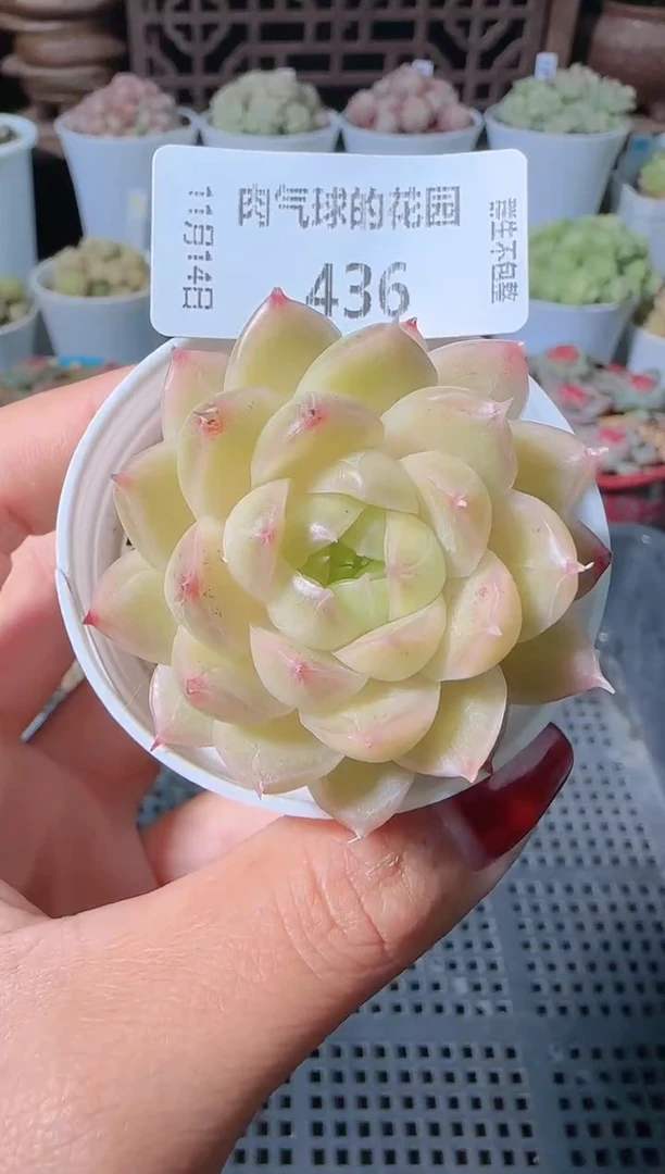 1114-436群生不包整