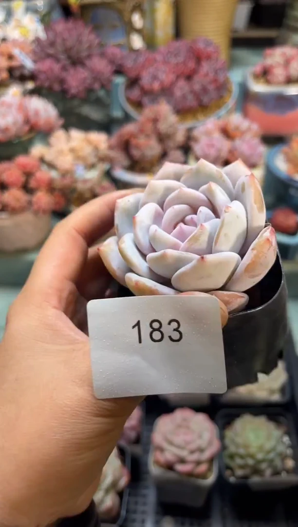 183单头个体多肉