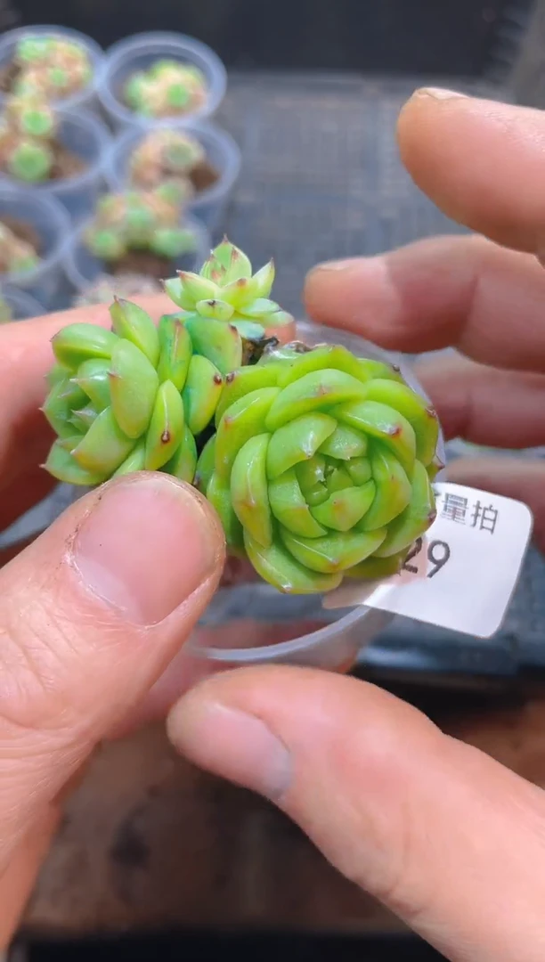 129青岫珍妮    量拍