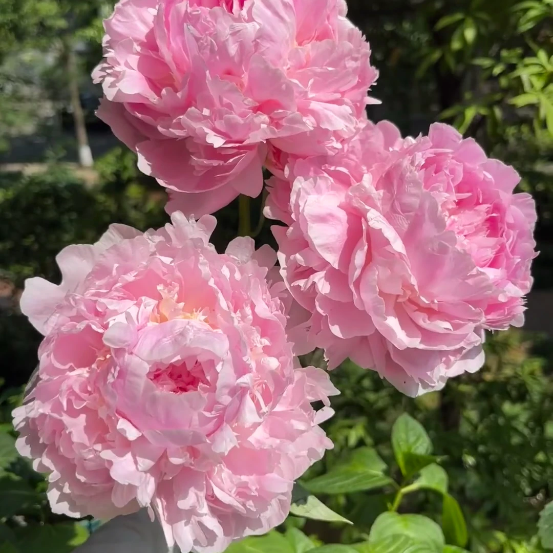 芍药【荔枝】粉色系千层阁台型大花原苗发货 不剪根基地原棵发货