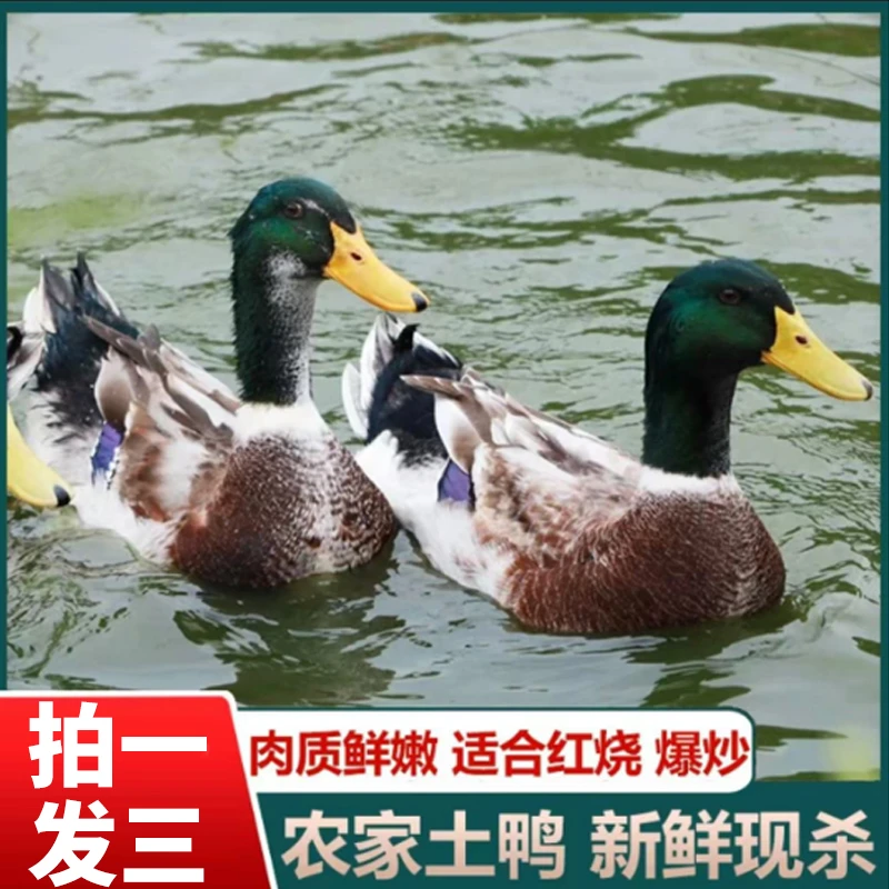 【娟娟家】 买二送一 农家放养土鸭仔鸭子 3只净重9斤 净膛非老鸭