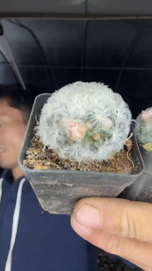 实生粉花白星两颗9.99