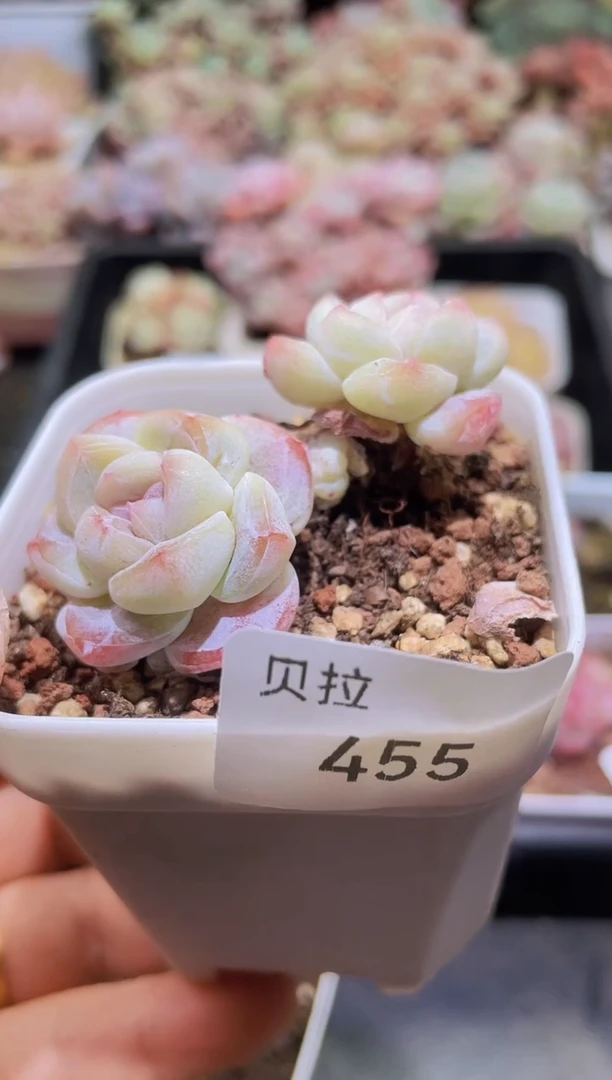 【闪购商品】455紫心冰玉石化