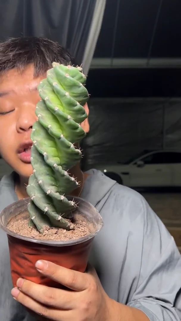 龙卷风 带根 高18cm+