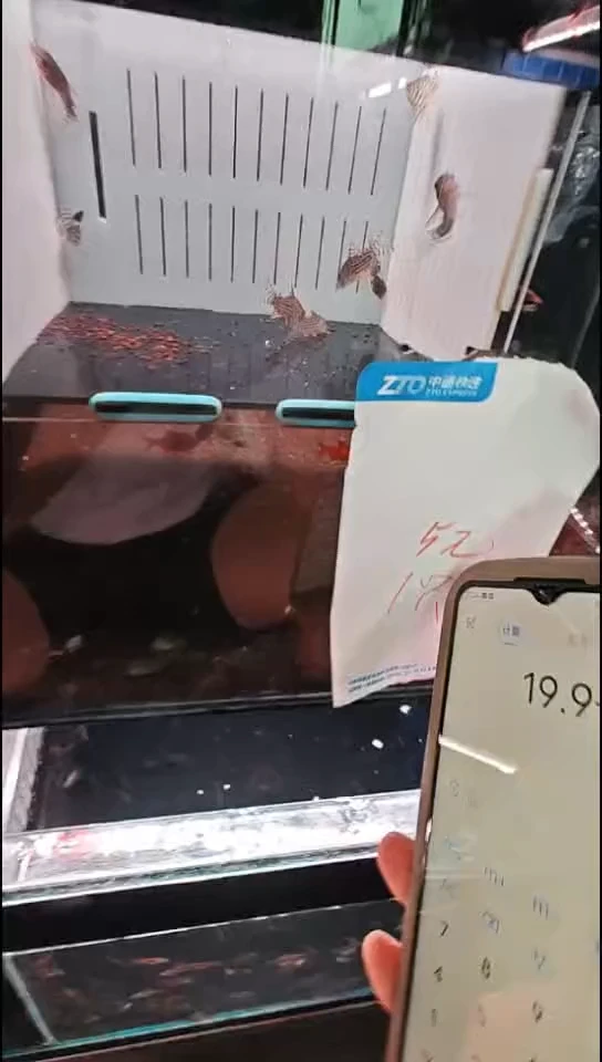 鼠鱼茉莉豹鼠尺寸2.8-3厘米3只