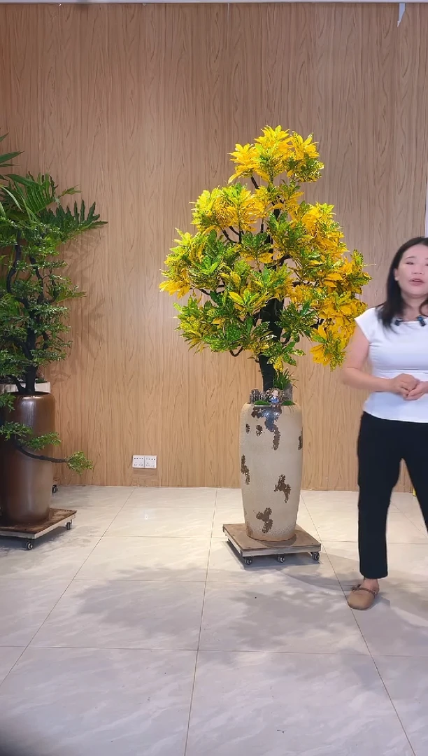 当前无花栽培后可以开花硅****哥洒金榕一物一拍