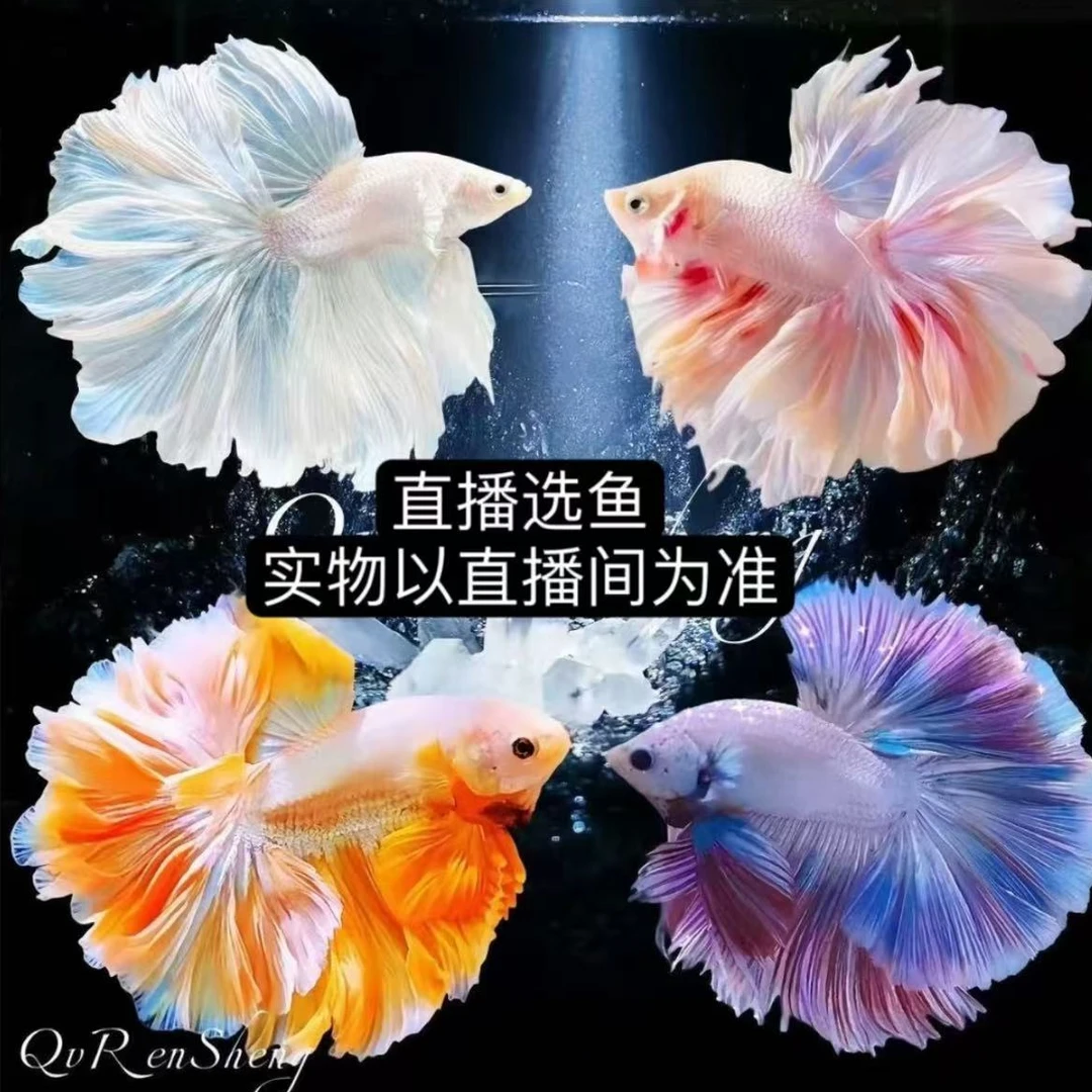 精品泰国斗鱼淡水热带观赏鱼耐活（直播间编号选鱼）