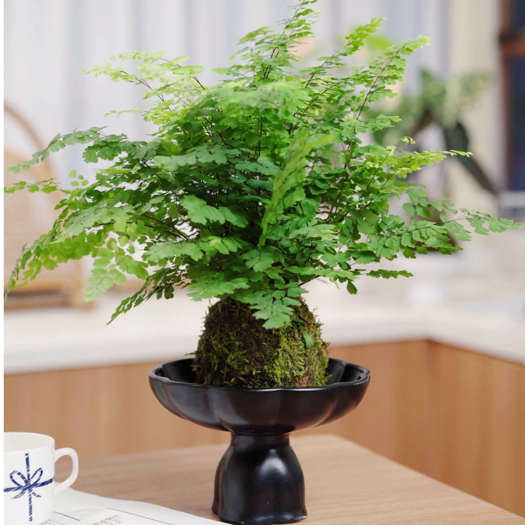 【铁线蕨】苔藓球好养绿植不含盆器体量一样大