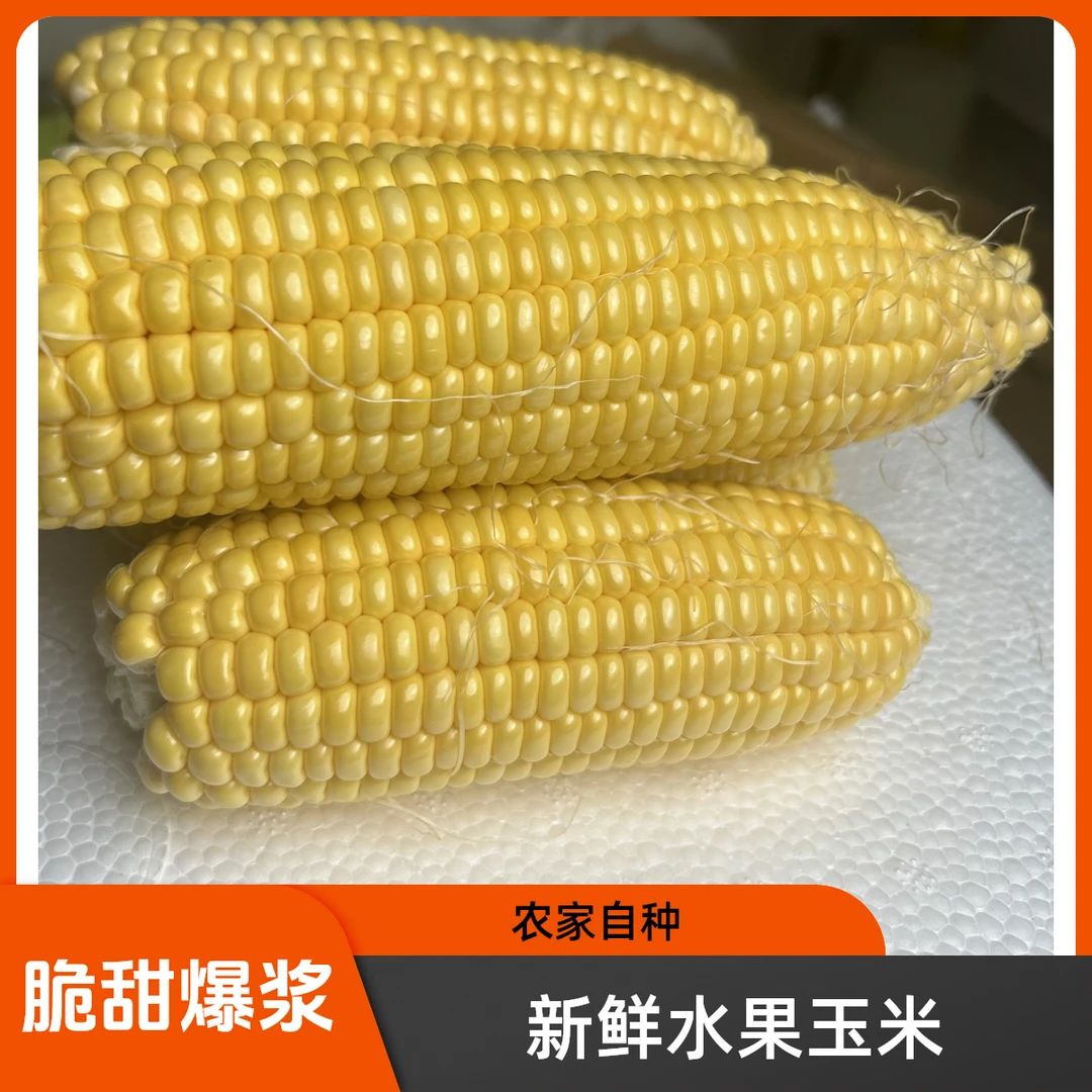 正宗云南爆甜水果新鲜玉米 现摘现发