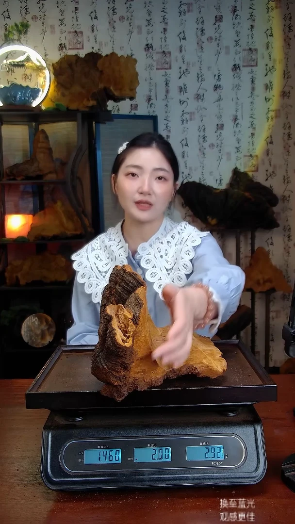 松针层孔菌中国大陆野生【藏区】松树桑黄（2.92斤）50-60年份