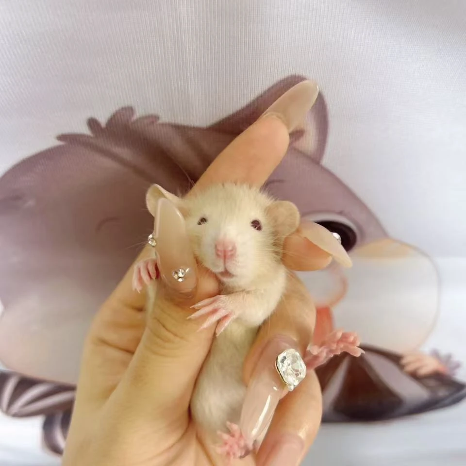 宠物花枝鼠随机温顺小鼠一只