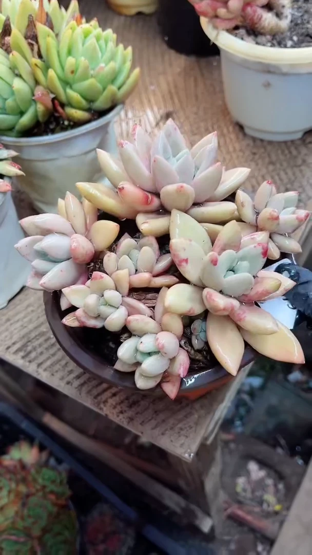 【闪购商品】13079