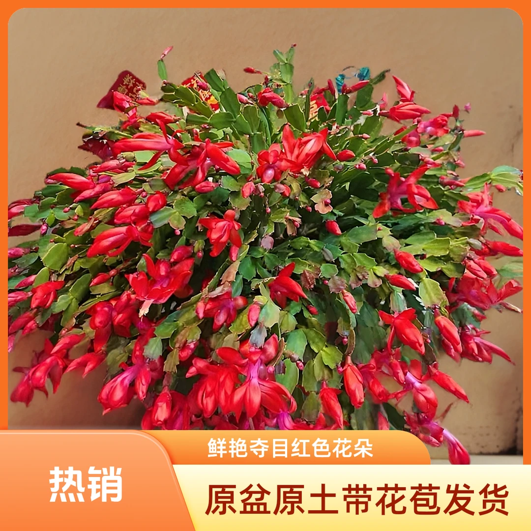 精品蟹爪兰带花苞四季花卉盆多层花瓣栽阳台桌面蟹爪莲爆盆好养活