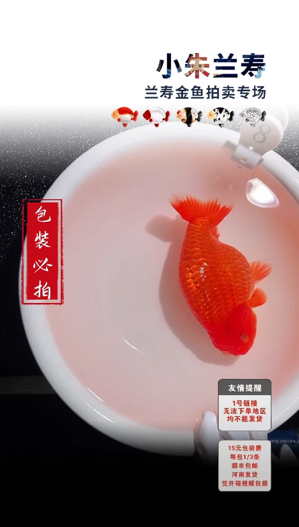 金鱼包装必拍未拍顺丰到付8号