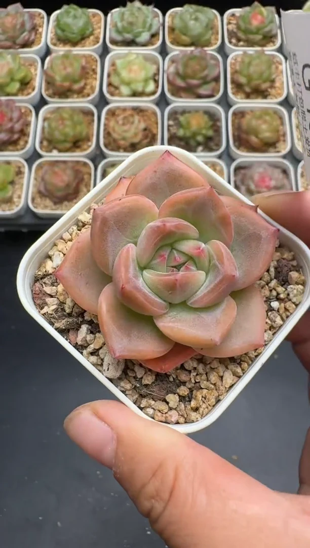 168G云禹多肉植物 脱土纸巾打包 3颗包邮