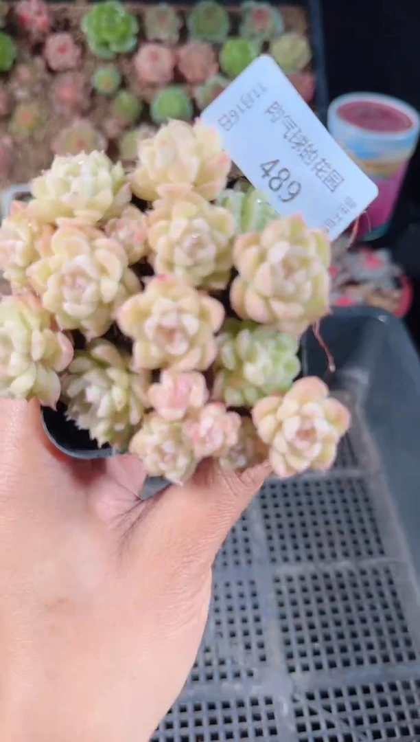 1116-489群生不包整