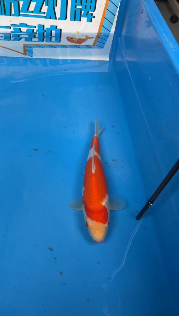 锦鲤自*醒27号锦鲤红白鱼 闪购