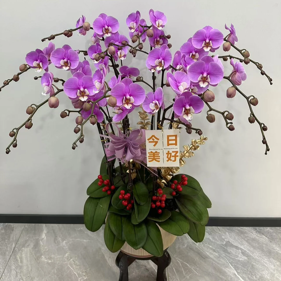 蝴蝶兰大花安娜十颗陶瓷盆室内盆栽带花带花苞年宵花乔迁开业（无损送货上门）