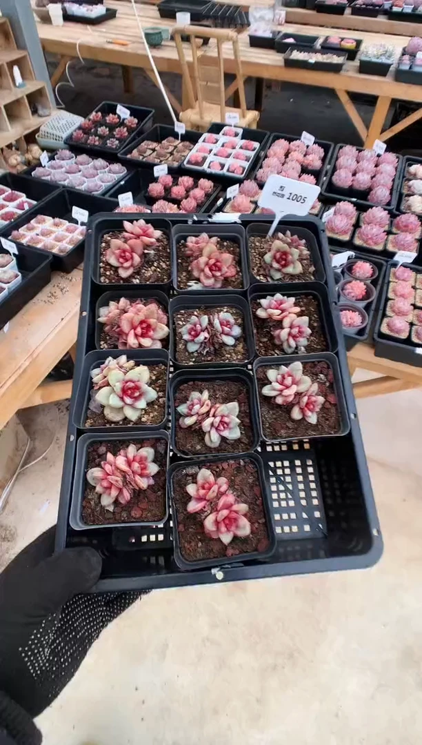 【闪购商品】1005双头德国香槟一棵量拍