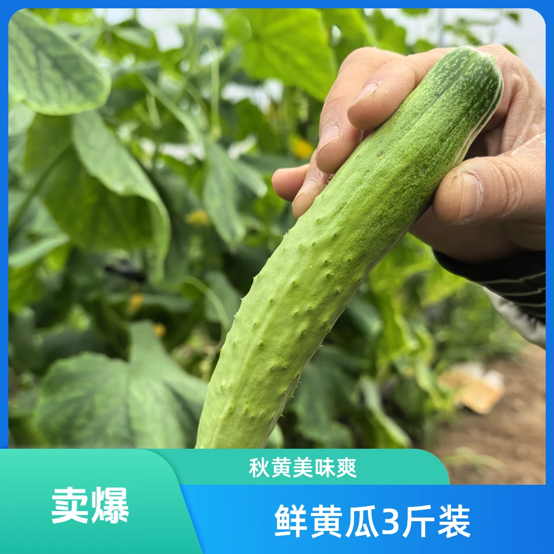 平谷长条黄瓜