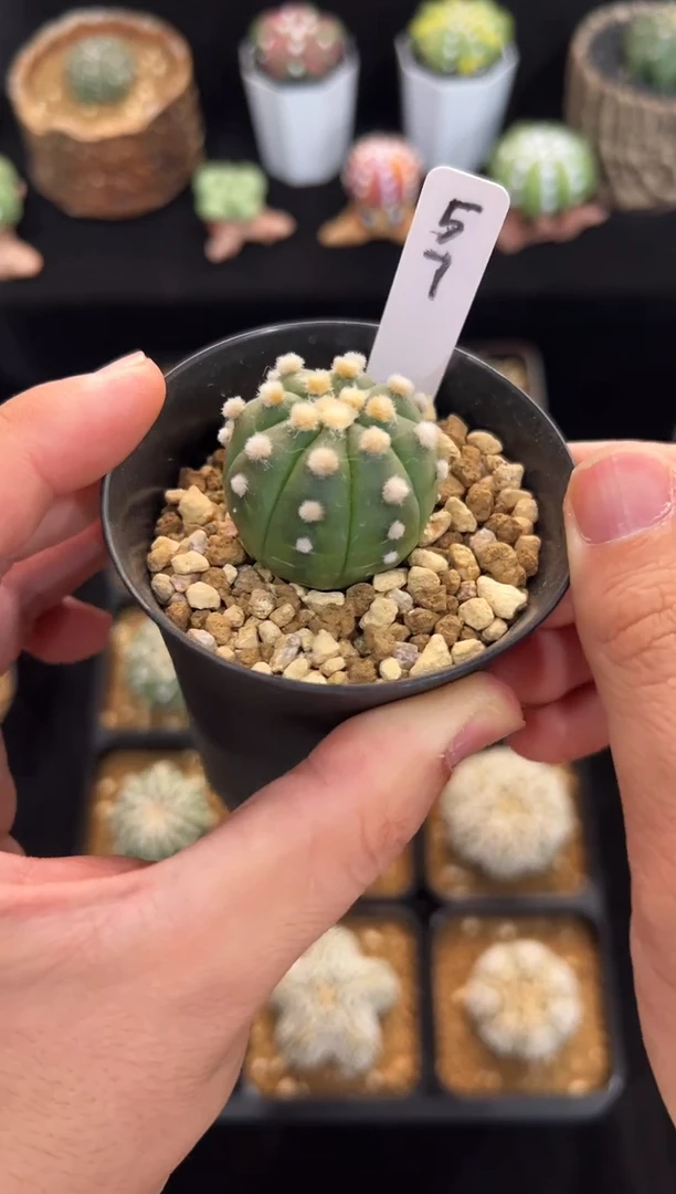 连心大油实生根星兜编码57