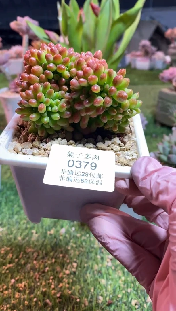 【闪购商品】0379a