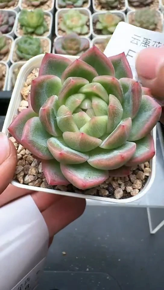 537F云禹多肉植物 默认脱土纸巾打包 3颗包邮