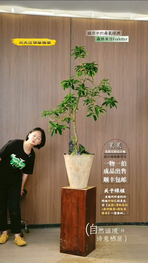 不开花植物非洲茉莉桌面款