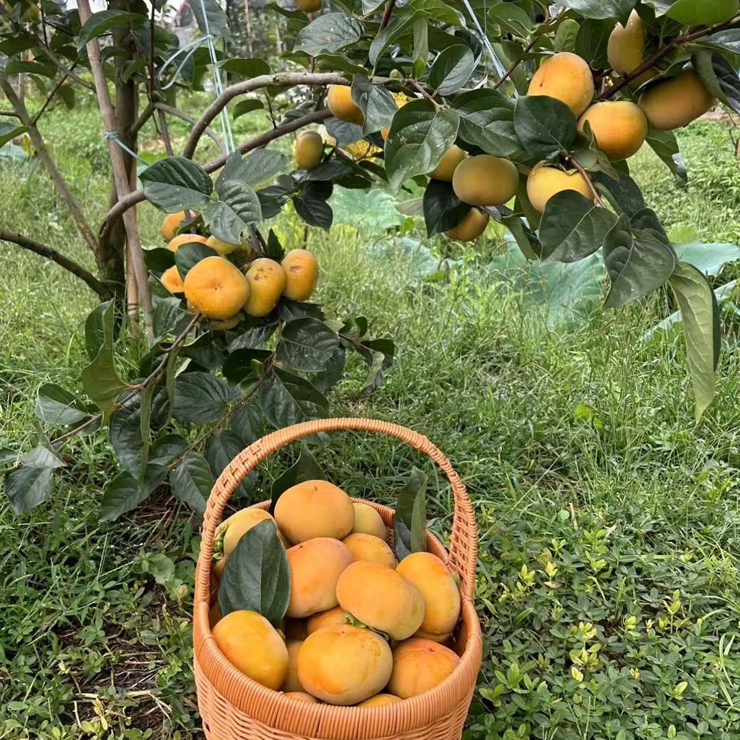 云南保山正宗甜脆柿苗无核无涩次郎甜脆柿苗易成活果树苗果树苗木