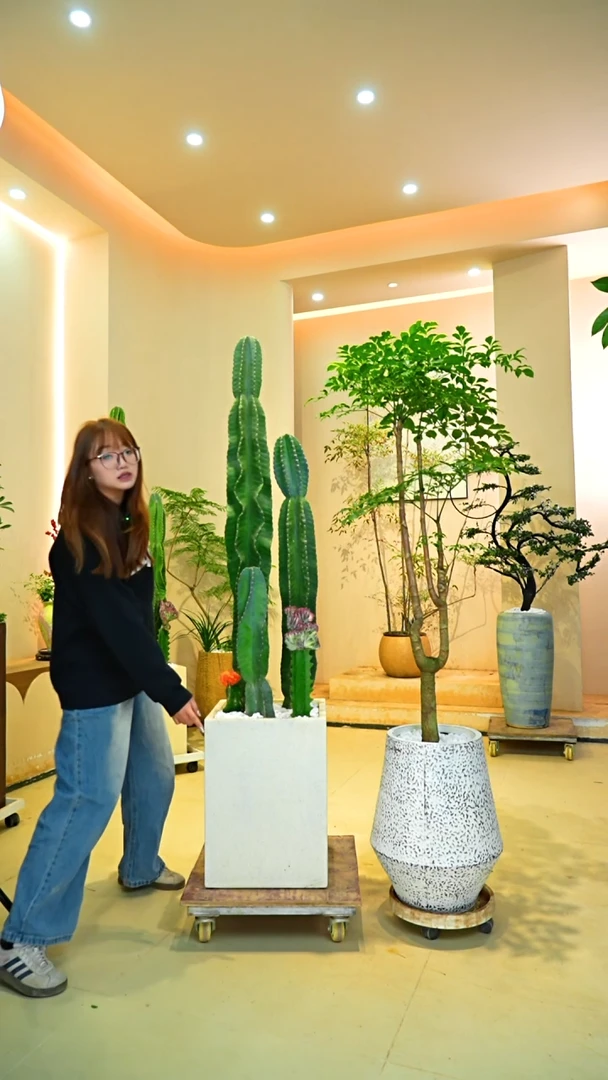 不开花植物@***水落地款幸福树一物一拍