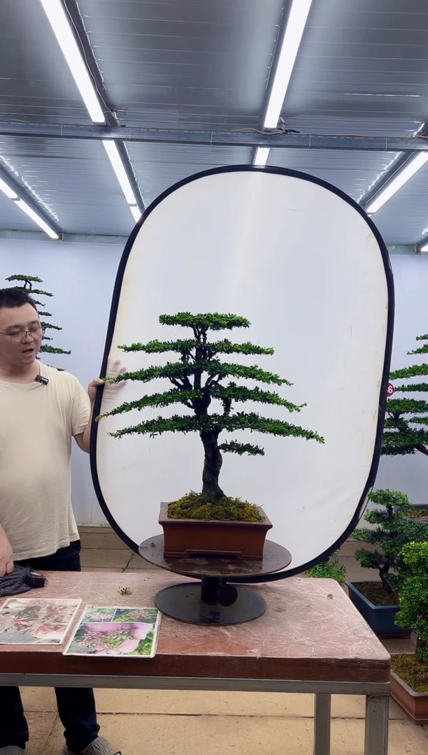 无花朵一物一拍，所见即所得