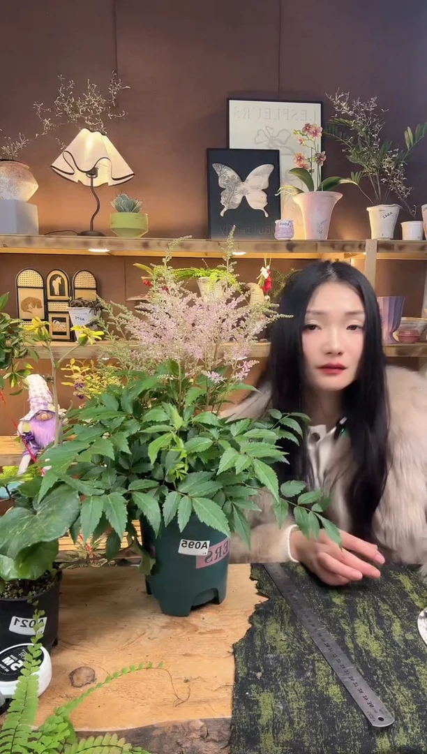 无花朵062络新妇育苗盆