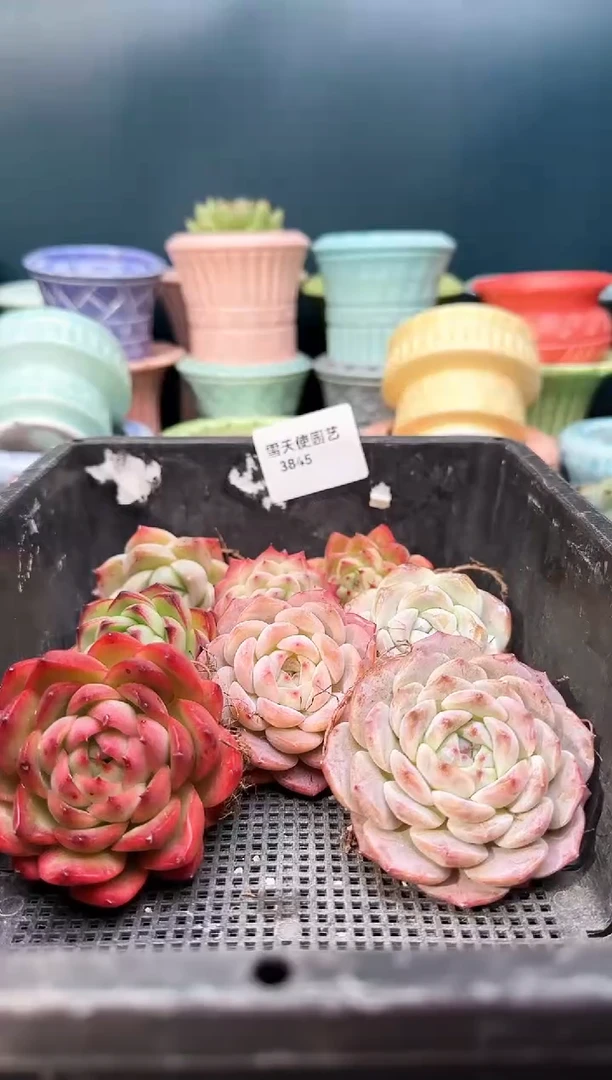 3845    多肉 8  颗