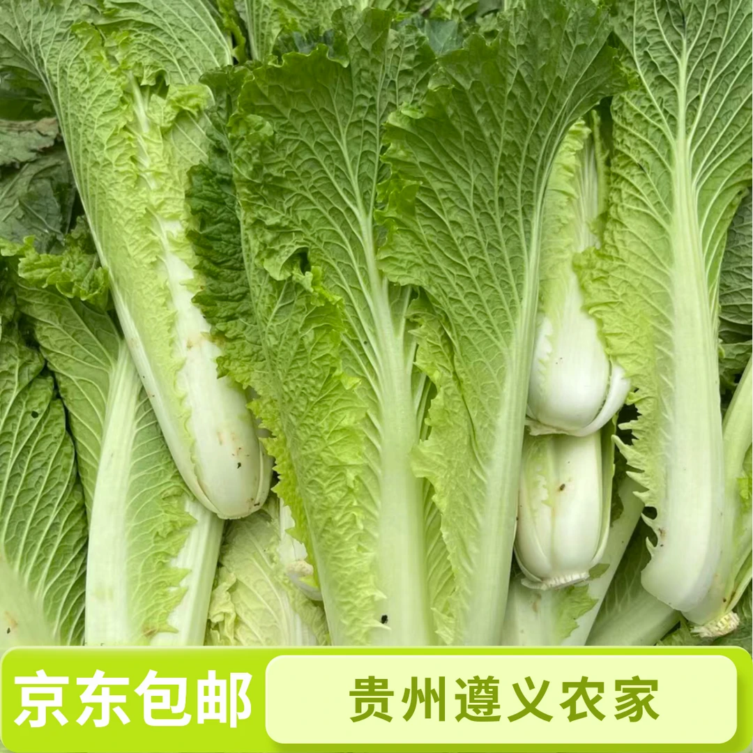 青口白菜】贵州遵义农家自种新鲜露天应季种植4斤京东包邮