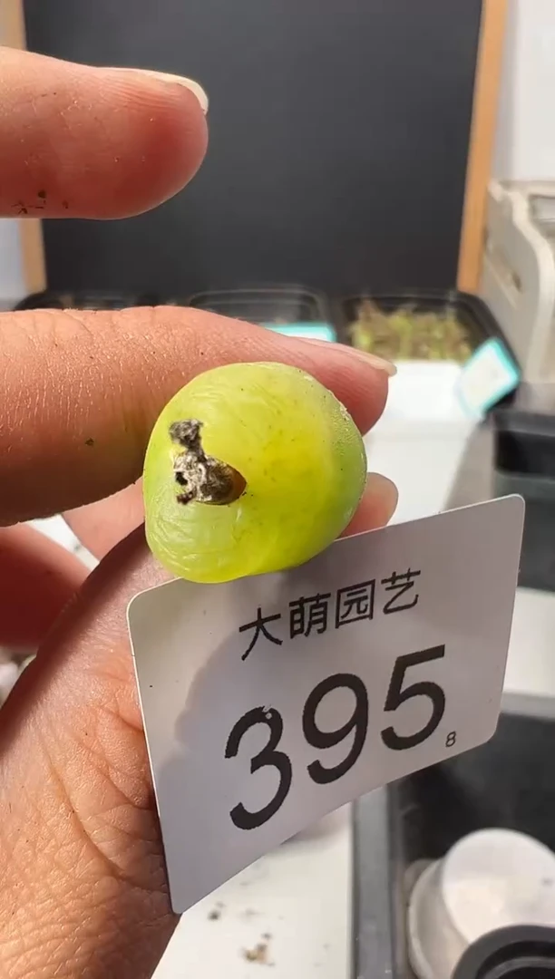 【闪购商品】++++395