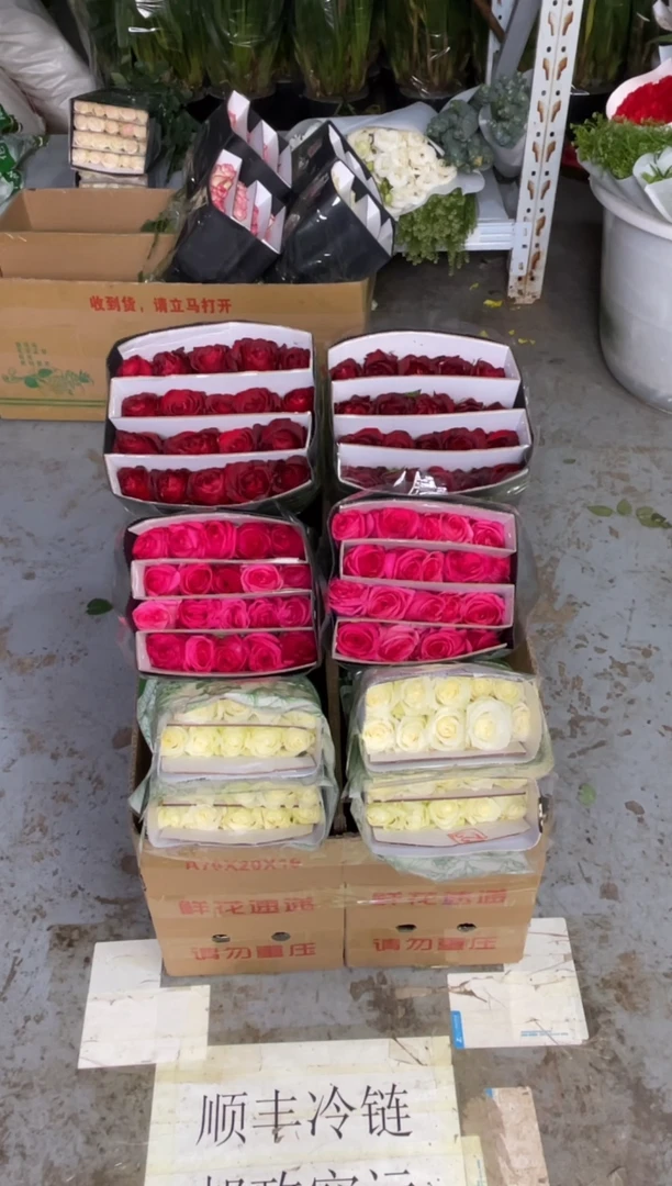 高原红20枝+佛洛依德20枝+骄傲20枝