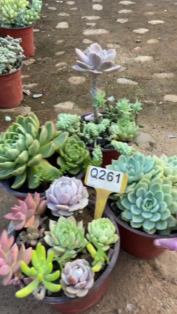 Q261多肉组合默认脱土发货