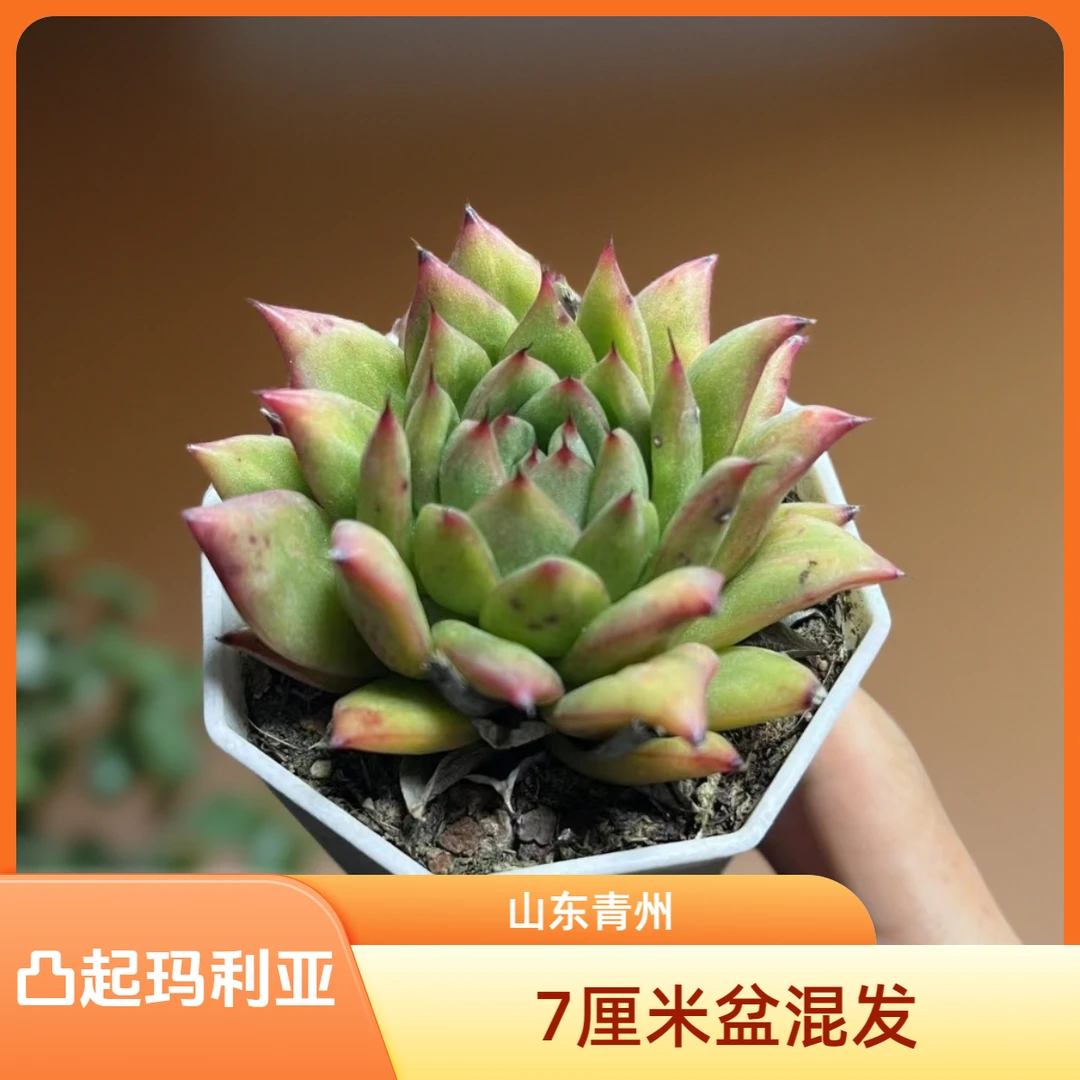 凸起玛利亚锦7厘米盆老桩多肉