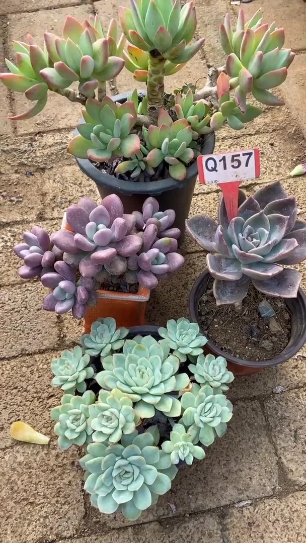 Q157多肉组合默认脱土发货